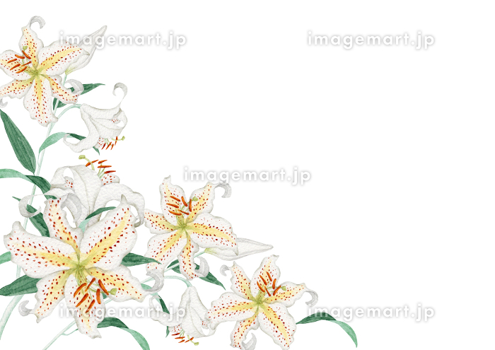 山百合 ヤマユリの水彩イラスト 夏の花の背景フレーム [188553424
