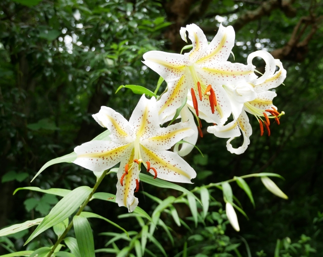 関東最大級の「ヤマユリ」自生地で、開花輪数のピークを迎えます