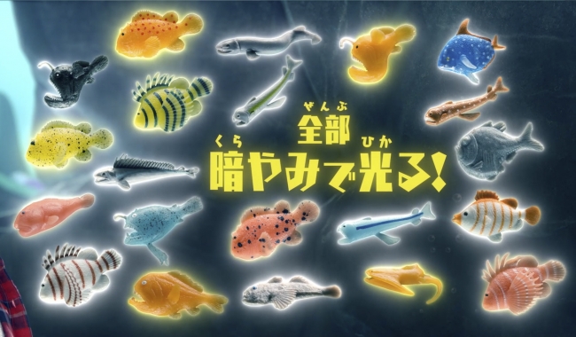 世界で4,000万個販売の「&Co.」シリーズが日本上陸！「シー