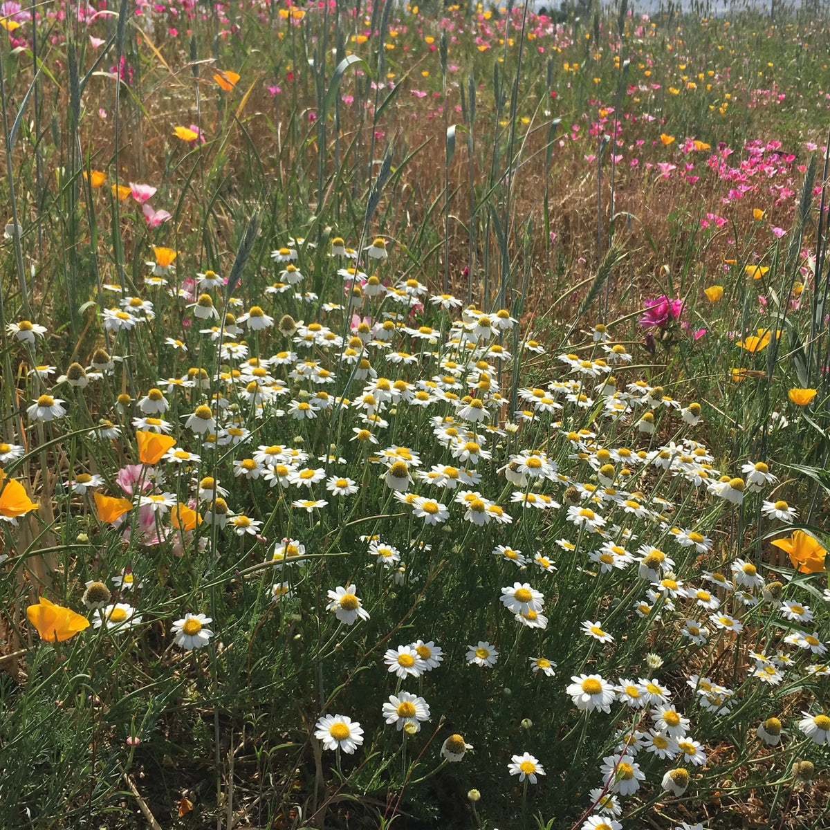 PT 710 Flowering Meadow Mix - Pro Time Lawn Seed