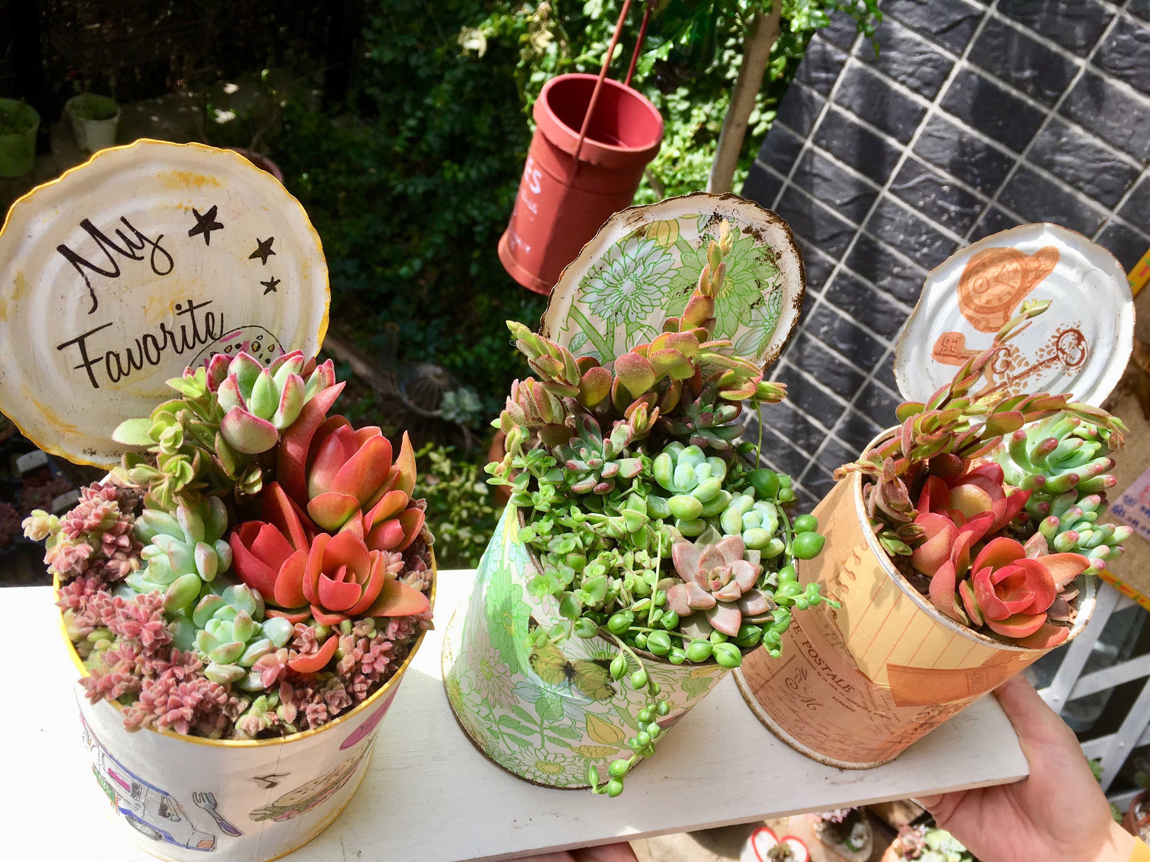 リメ缶に多肉の寄せ植えを！ - アトリエ虹色空間の日々〜多肉植物と共に〜