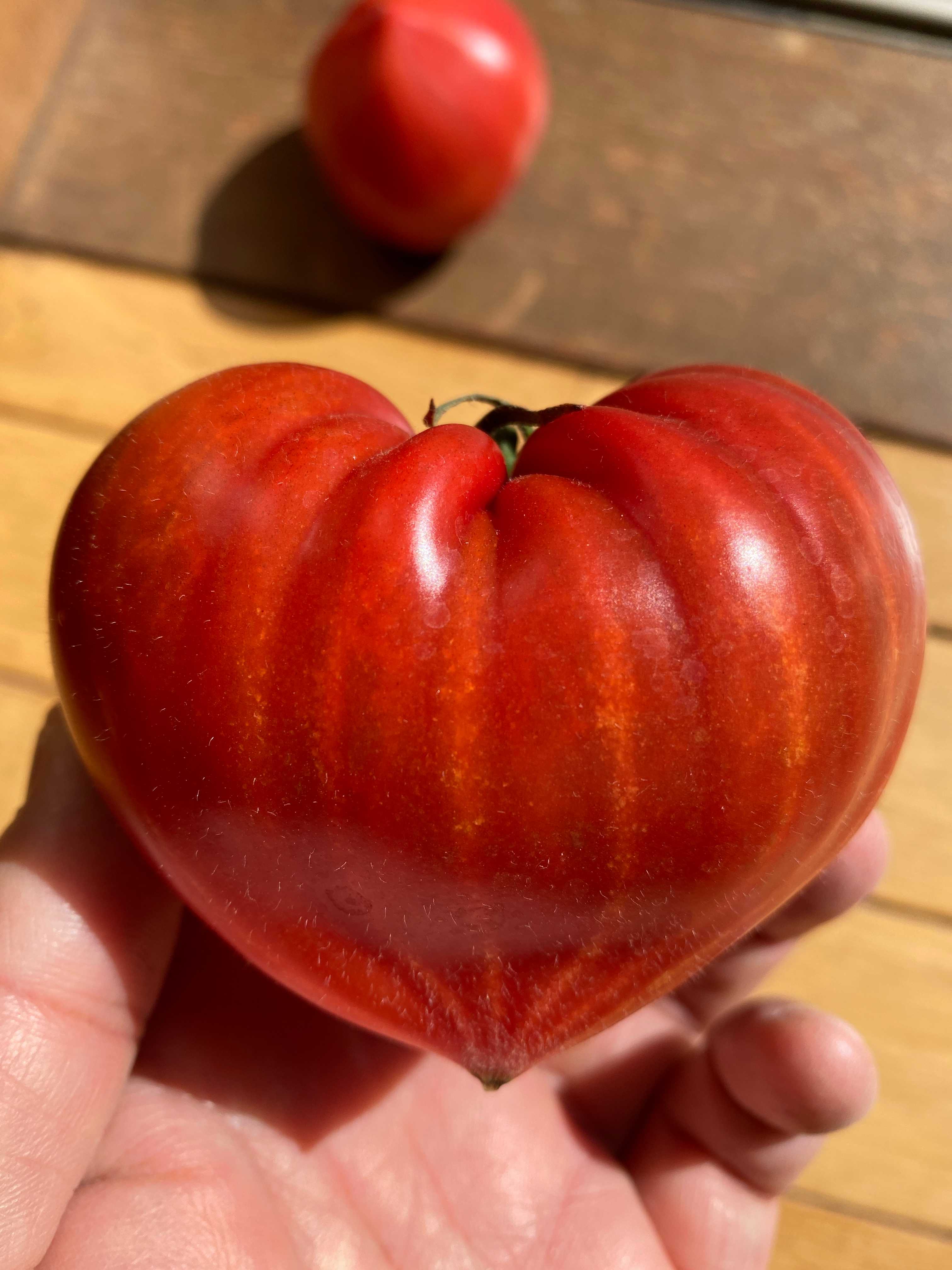 ルビーのしずく！フルーツトマト「大島トマト」は傑作です 長崎県西海