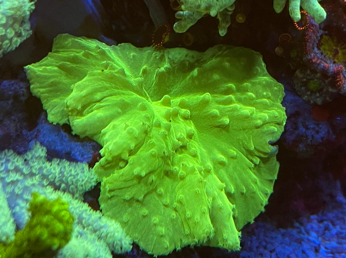 Green Cabbage Coral is One Of The Best Corals for Beginners | Reef