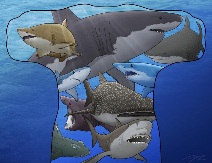 Megalodon Toys | Megalodon Shark Puzzle | Rextooth Studios