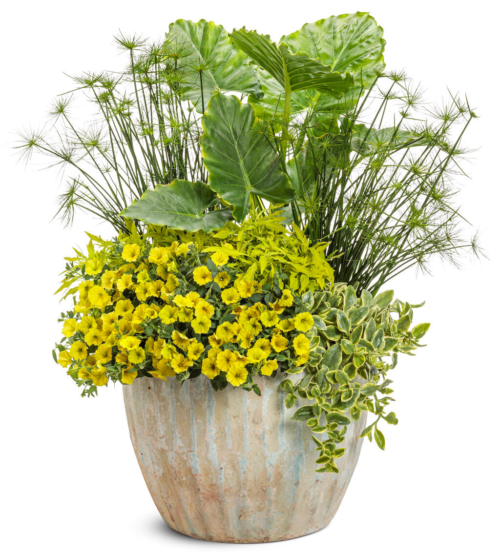 Alocasia 'Emerald Isle' – Romence Gardens & Greenhouses