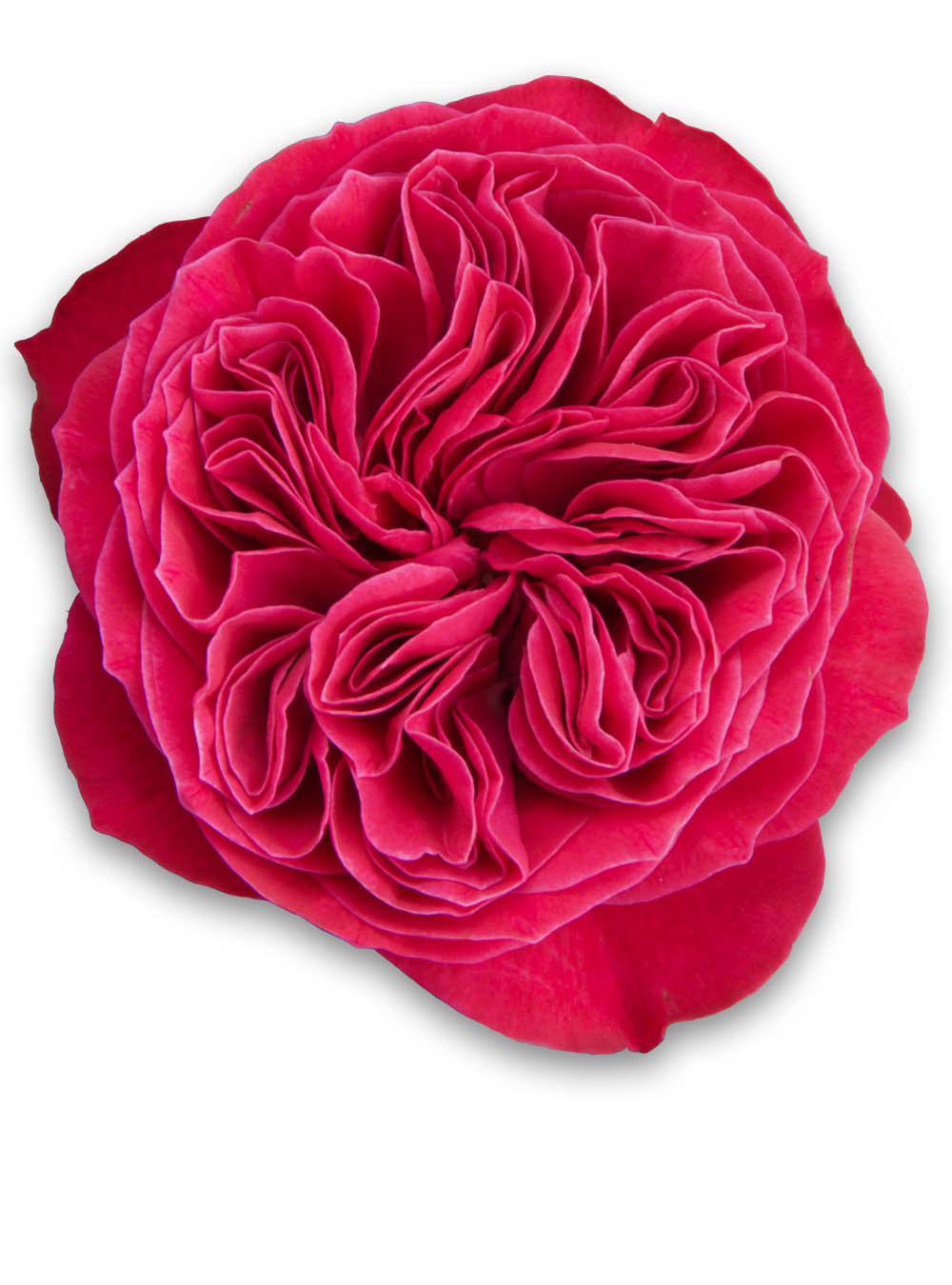 Pink 'n Pretty® | Jan Spek Rozen