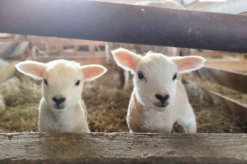 ひつじの出産始まりました。3月の土日限定でひつじのあかちゃん見学