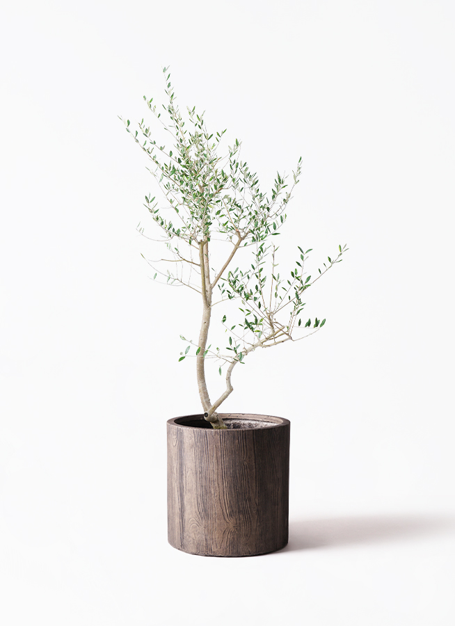観葉植物 オリーブ 10号 レッチーノ プラスチック鉢 | 観葉植物なら