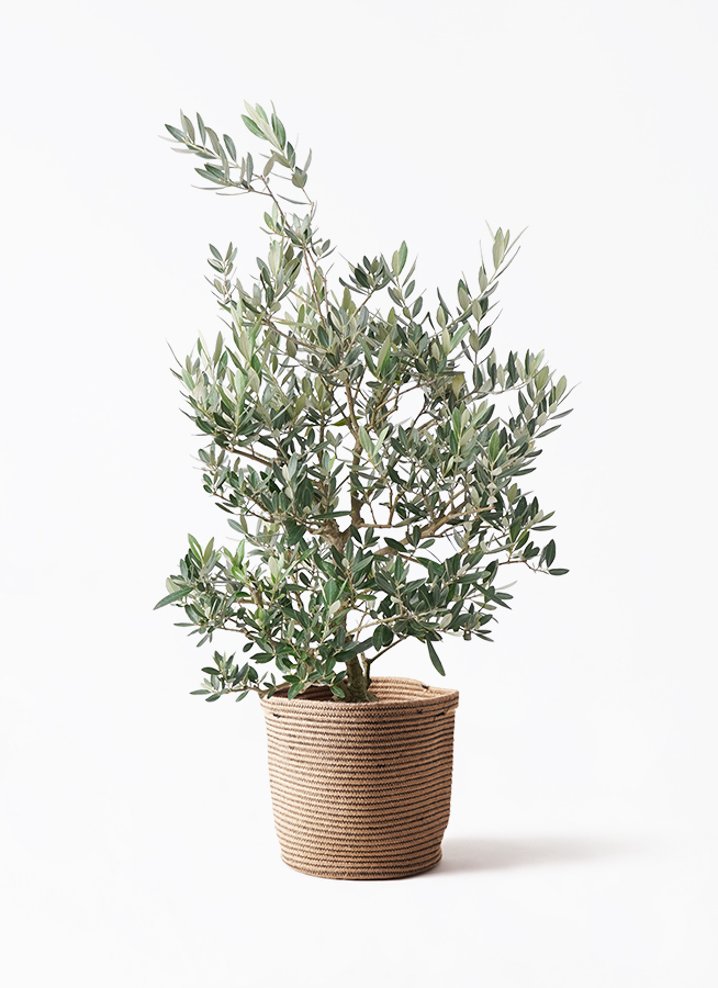 観葉植物 オリーブの木 8号 ピクアル プラスチック鉢 | 観葉植物なら