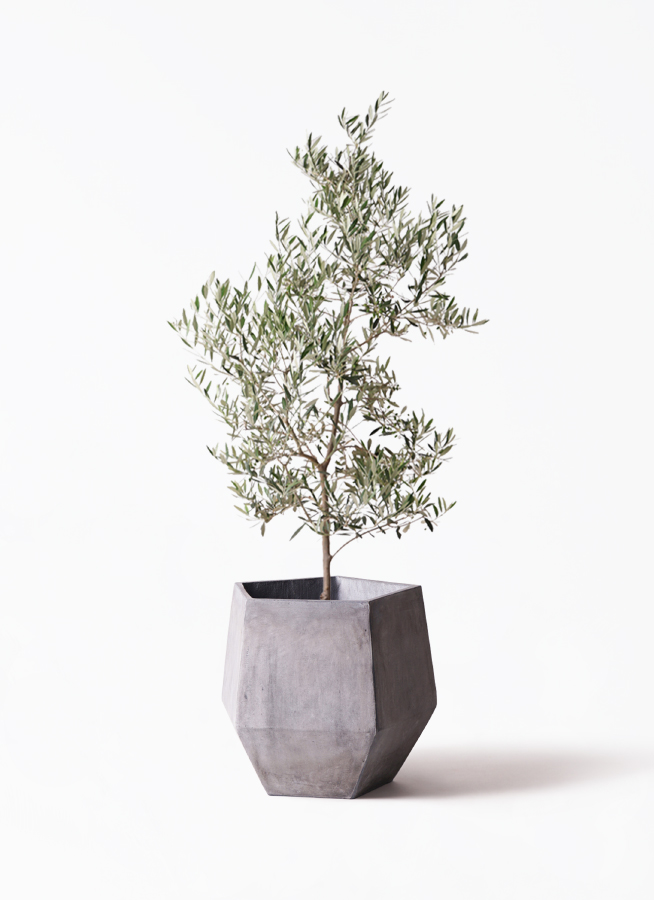 観葉植物 オリーブの木 10号 ピクアル プラスチック鉢 / 小倉園 | 観葉