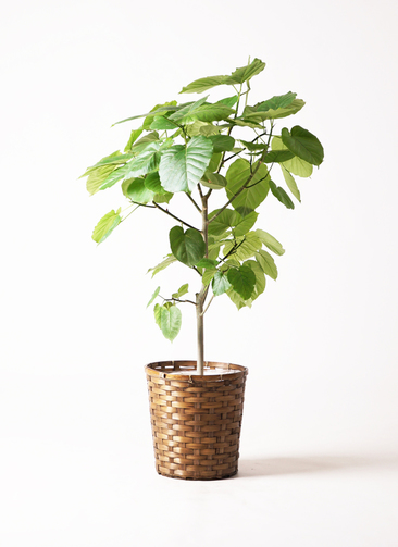 観葉植物 フィカス ウンベラータ 8号 ノーマル 竹バスケット 付き