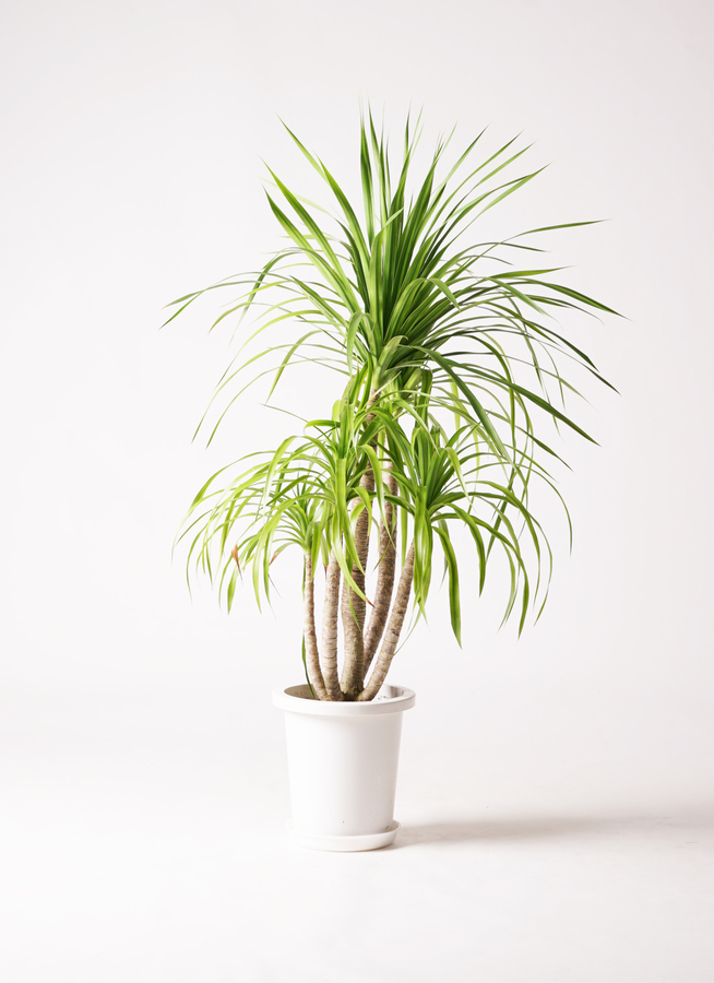観葉植物 ドラセナ カンボジアーナ 8号 プラスチック鉢 | 観葉植物なら