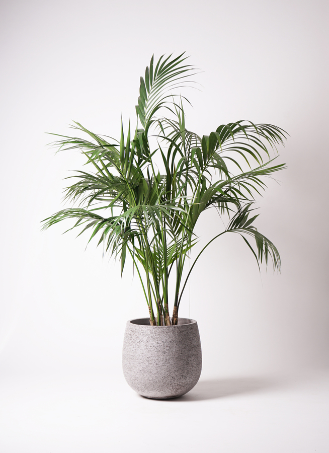 観葉植物 ケンチャヤシ 10号 プラスチック鉢 | 観葉植物ならHitoHana