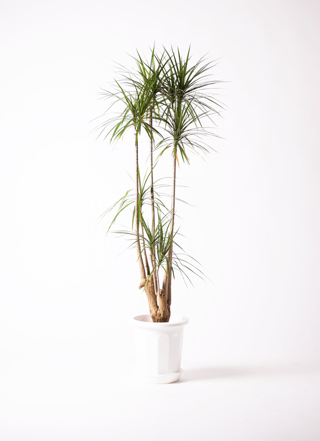 観葉植物 ドラセナ コンシンネ 10号 寄せ プラスチック鉢 | 観葉植物