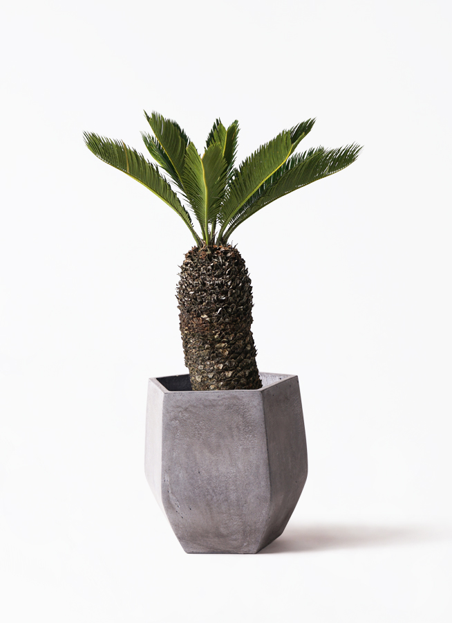 観葉植物 ソテツ 8号 プラスチック鉢 | 観葉植物ならHitoHana(ひとはな)