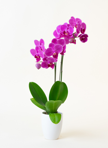 ミニ胡蝶蘭 ピンク 2本立ち 陶器(白)鉢付き | 胡蝶蘭ならHitoHana(ひと
