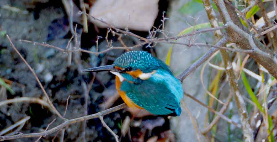 新成化学│周辺の自然をご紹介│