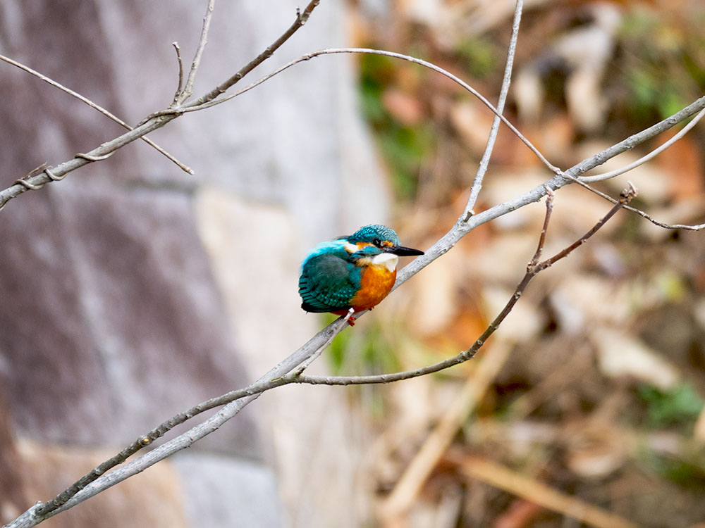 新成化学│周辺の自然をご紹介│