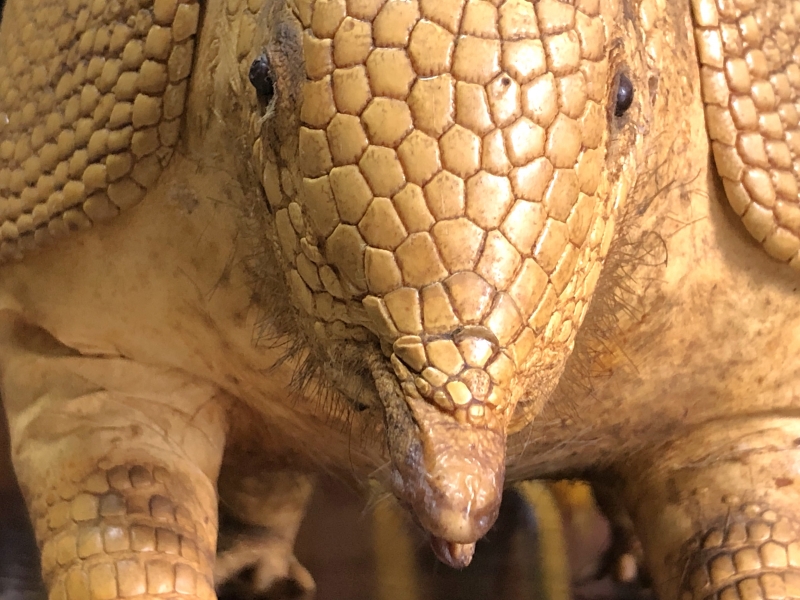 ココノオビアルマジロ剥製 】 合法品 完全体（一部修復） 木台付