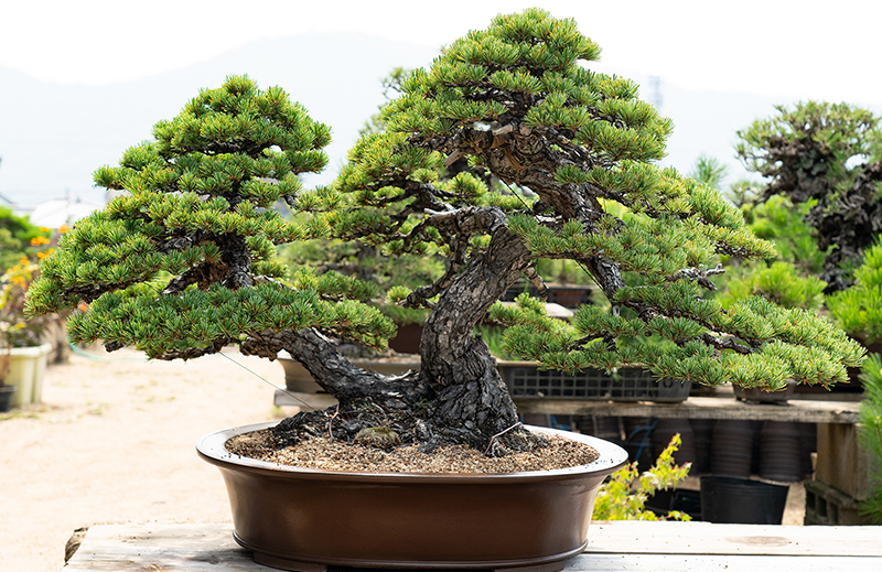 赤石五葉松とは - サムライ盆栽｜赤石五葉松 盆栽 販売 通販