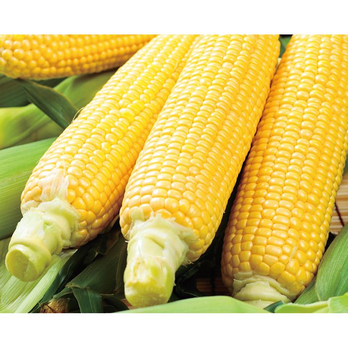 スイートコーン ゴールドラッシュ（R）86｜種（タネ）,球根,苗,資材
