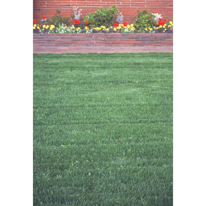 西洋芝 みどりの芝生 少量タイプ｜種（タネ）,球根,苗,資材