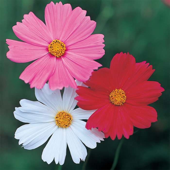 コスモス 巨大輪 スーパー ミックス｜種（タネ）,球根,苗,資材