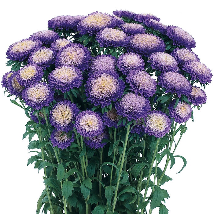 アスター あずみ ライトブルー｜種（タネ）,球根,苗,資材,ガーデニング