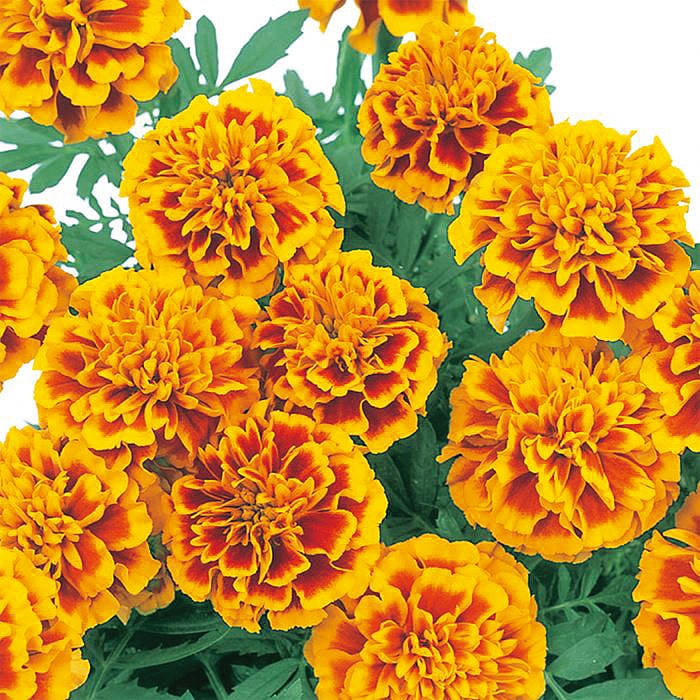 マリーゴールド マーチ フレーム｜種（タネ）,球根,苗,資材