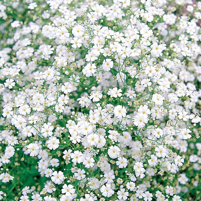 かすみ草 コベントガーデンマーケット｜種（タネ）,球根,苗,資材