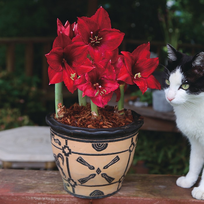 カジュアルアマリリス アラビアンナイト｜種（タネ）,球根,苗,資材