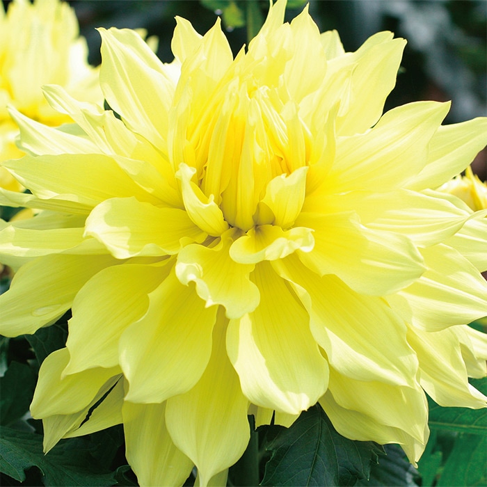 ダリア 大銀河｜種（タネ）,球根,苗,資材,ガーデニンググッズの通販は