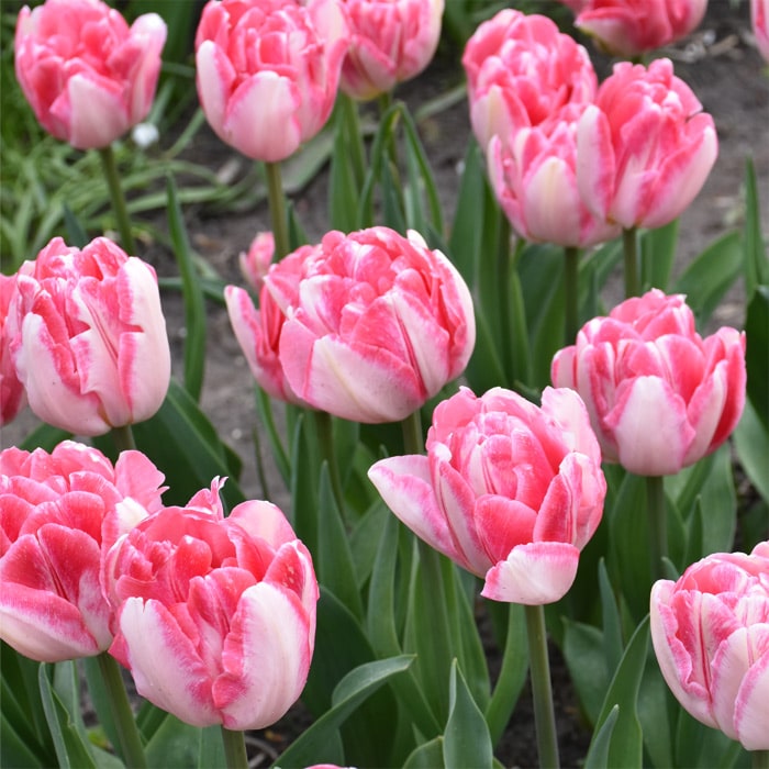 アーリースマイル(R)チューリップ フォックストロット（冷蔵球）｜種