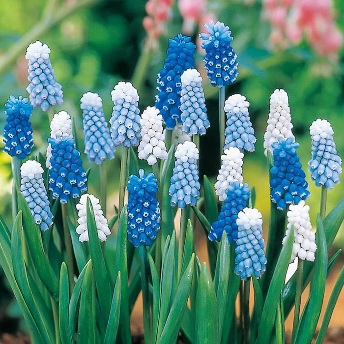 ムスカリ オーシャンウェ～ブ｜種（タネ）,球根,苗,資材,ガーデニング