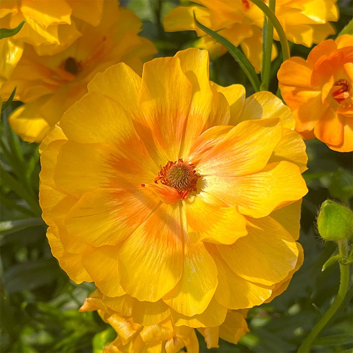 ラナンキュラス ラックス ミネルバ｜種（タネ）,球根,苗,資材