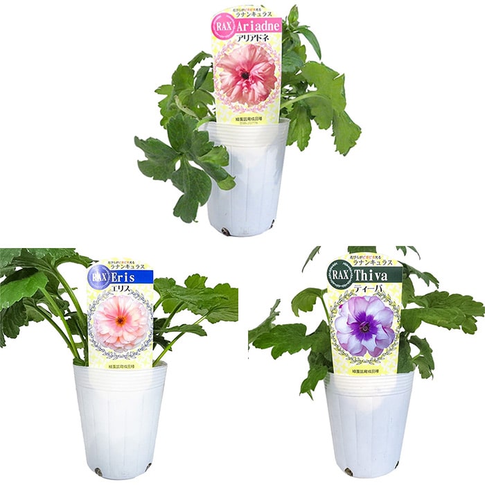 ラナンキュラス ラックス おすすめIセット｜種（タネ）,球根,苗,資材