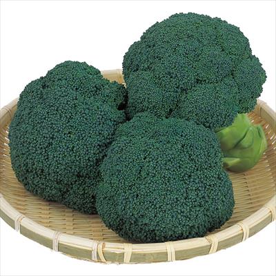 ブロッコリー おはよう(R)｜種（タネ）,球根,苗,資材,ガーデニング