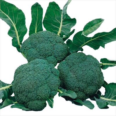 ブロッコリー こんにちは(R)｜種（タネ）,球根,苗,資材,ガーデニング