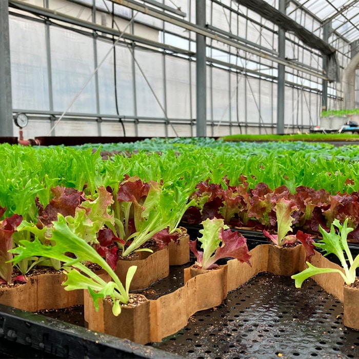 チェーンポット CP-303 264穴｜種（タネ）,球根,苗,資材,ガーデニング