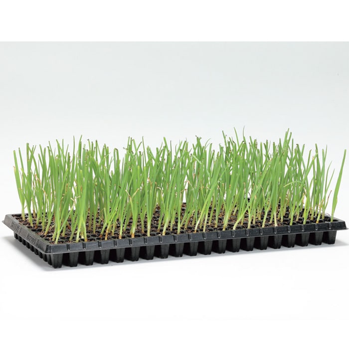 セル苗 タマネギ アイドルじゅんこ(R)｜種（タネ）,球根,苗,資材