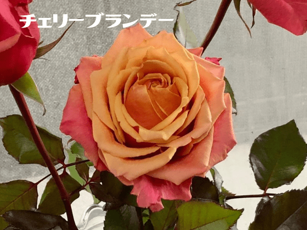 バラの切り花品種と園芸品種。違いと育てやすいのはどっち？