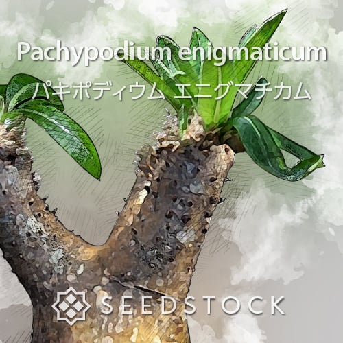 種子] パキポディウム エニグマチカム Pachypodium enigmaticum｜希少
