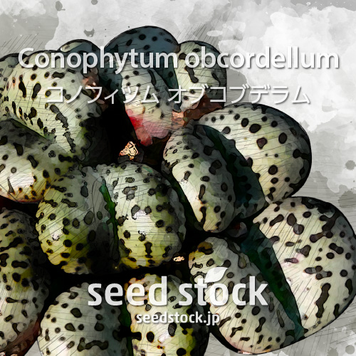 種子] コノフィツム オブコブデラム Conophytum obcordellum | メセン