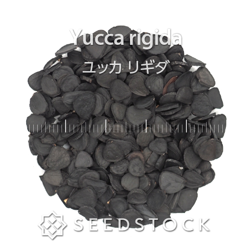 種子] ユッカ リギダ Yucca rigida｜人気品種 ドライガーデン 耐寒性