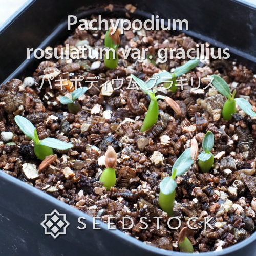種子] パキポディウム グラキリス Lot.2025H Pachypodium rosulatum