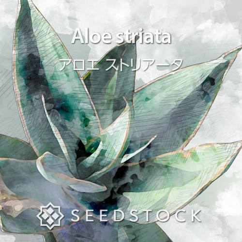 種子] アロエ ガリエペンシス Aloe gariepensis | 多肉植物 アロエ