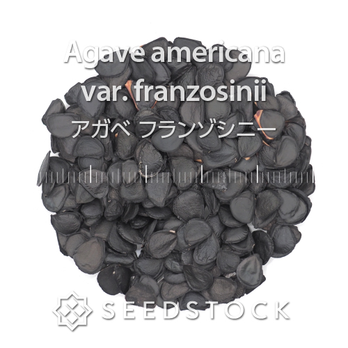 種子] アガベ フランゾシニー Agave americana var. franzosinii｜耐寒