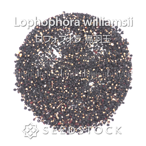 種子] ロフォフォラ 鳥羽玉 Lophophora williamsii | サボテン 珍奇