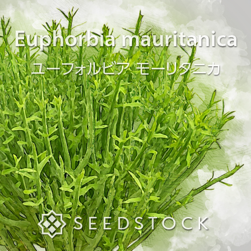 種子] ユーフォルビア ギラウミニアナ Euphorbia guillauminiana