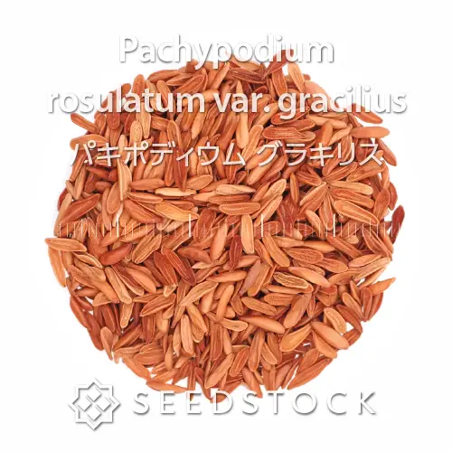 種子] パキポディウム グラキリス Lot.2025H Pachypodium rosulatum